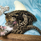 Illustration for article titled Clouded Leopard Cubs First For Houston Zoo, Are Adorable